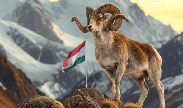 Marco Polo Sheep