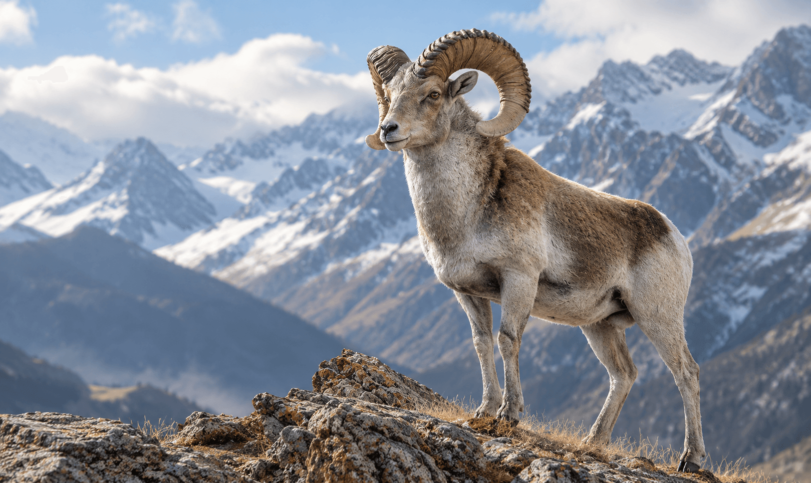 Argali Brukey