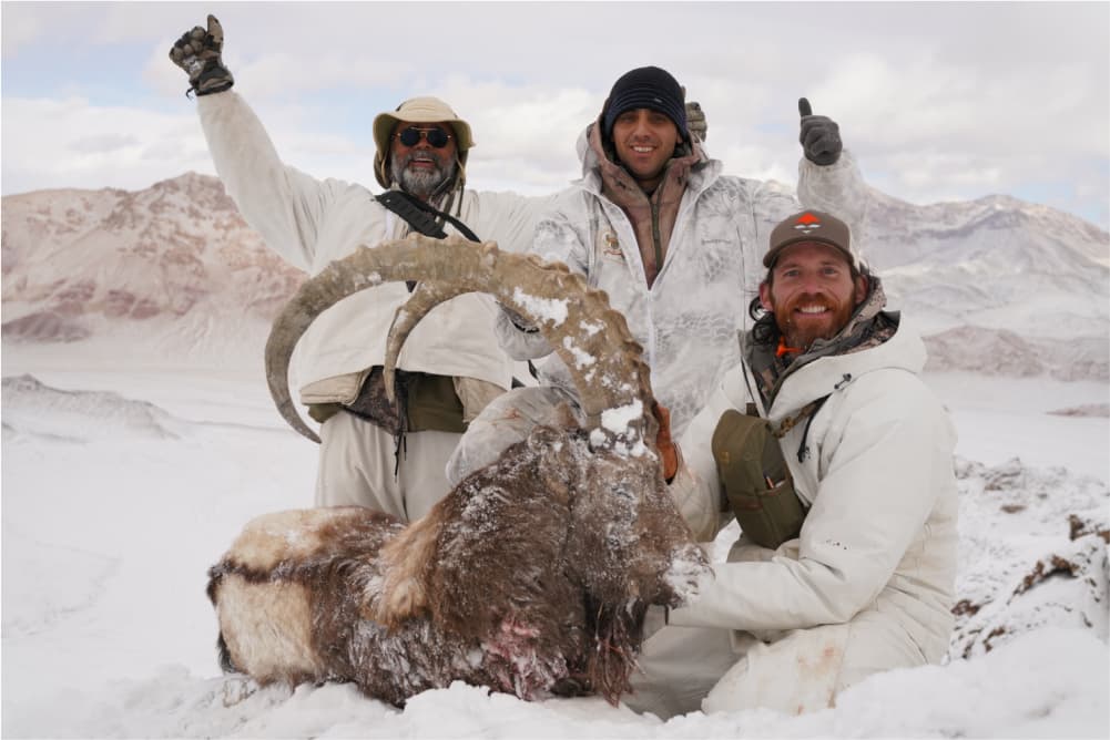 Pamir ibex hunting trophy