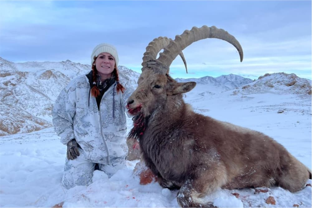 Pamir ibex hunting trophy