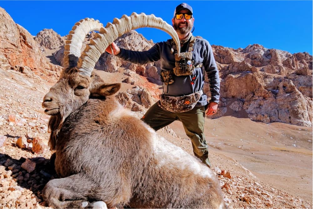 Pamir ibex hunting trophy