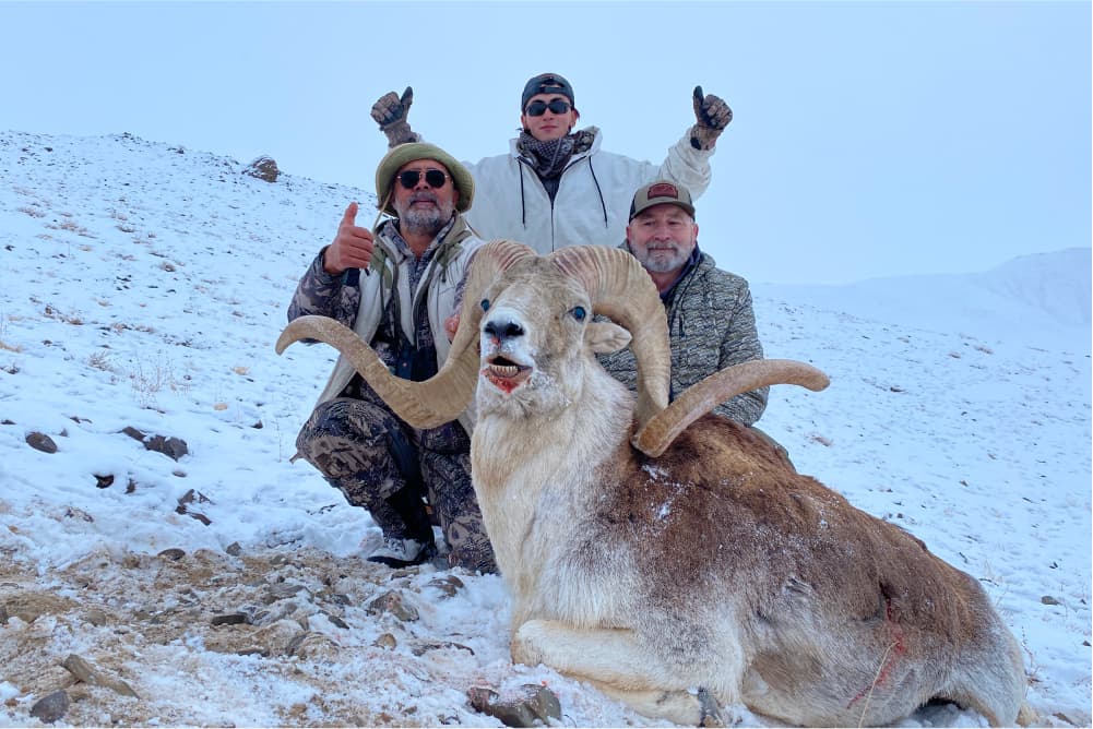Marco Polo argali hunting trophy
