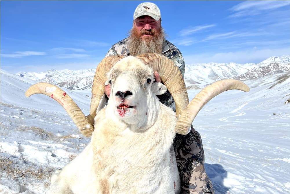 Marco Polo argali hunting trophy