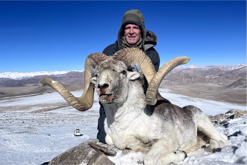 Marco Polo argali hunting trophy