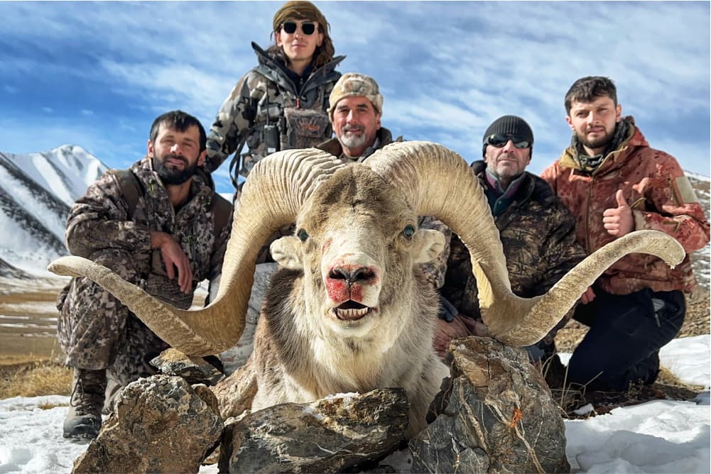Marco Polo argali hunting trophy