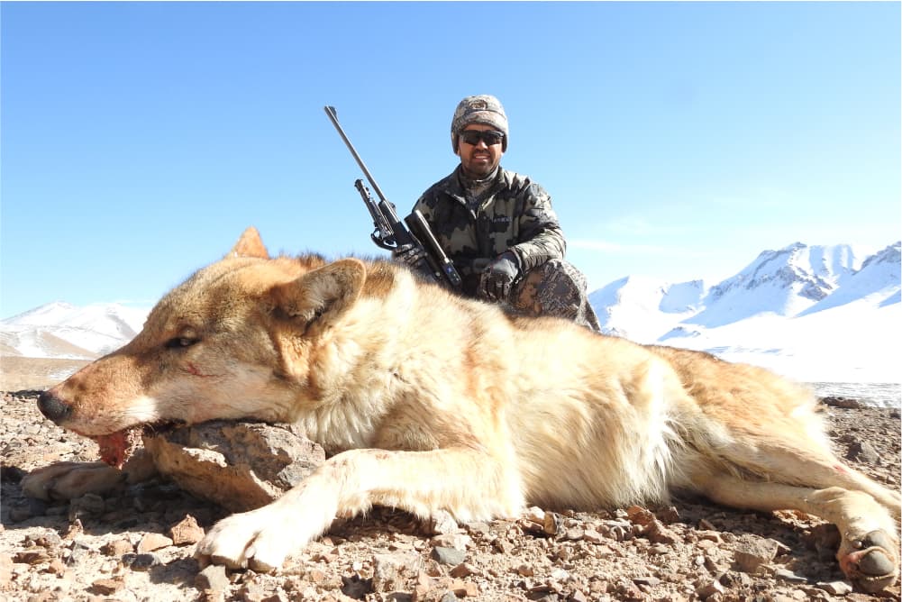 Wolf hunting trophy