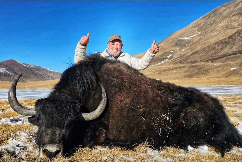 Yak hunting trophy