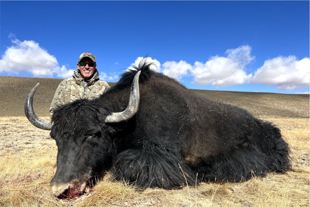 Yak hunting trophy