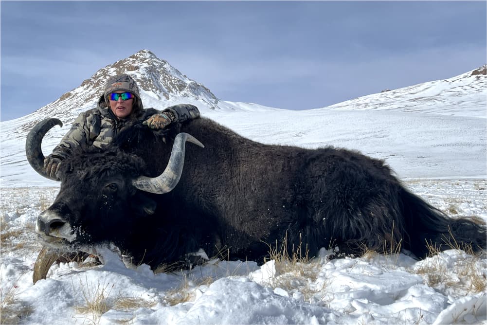 Yak hunting trophy