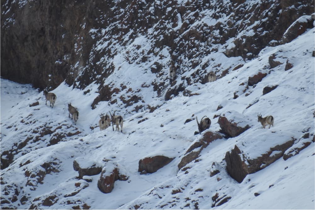 Wildlife in the Pamir Mountains