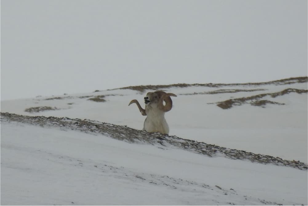 Wildlife in the Pamir Mountains