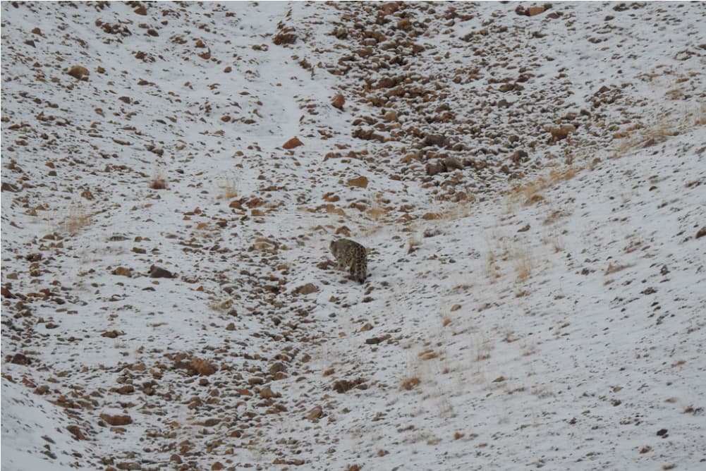 Wildlife in the Pamir Mountains
