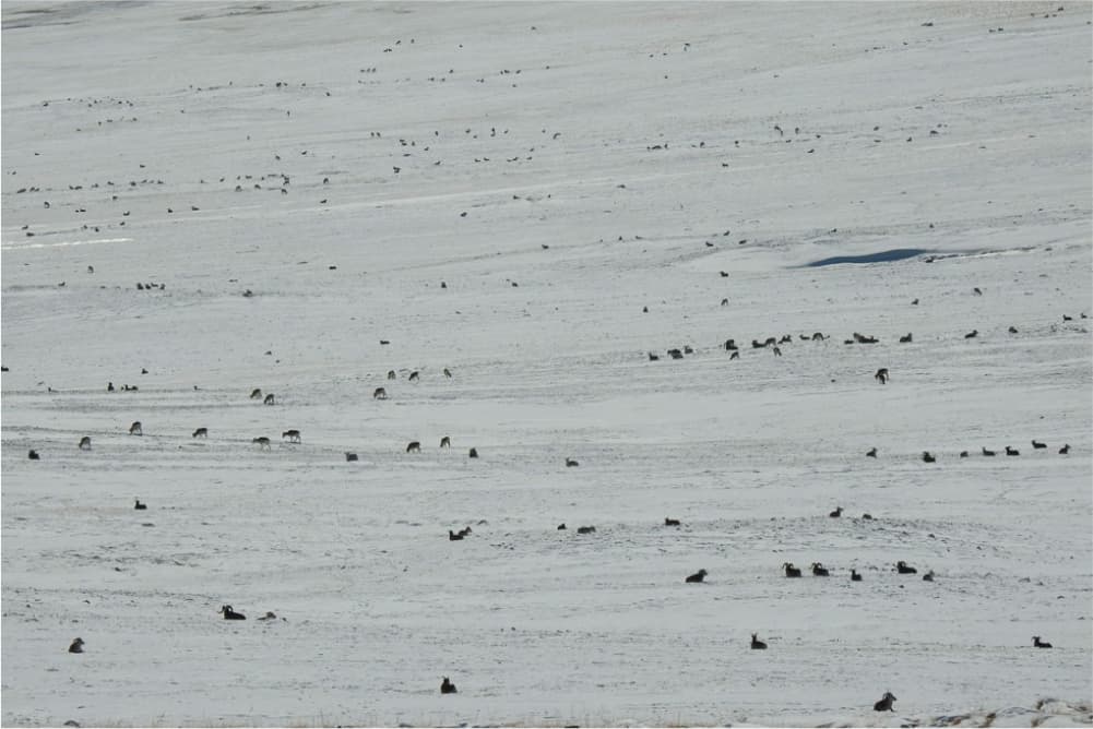 Wildlife in the Pamir Mountains