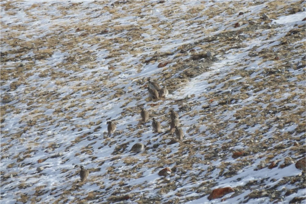 Wildlife in the Pamir Mountains