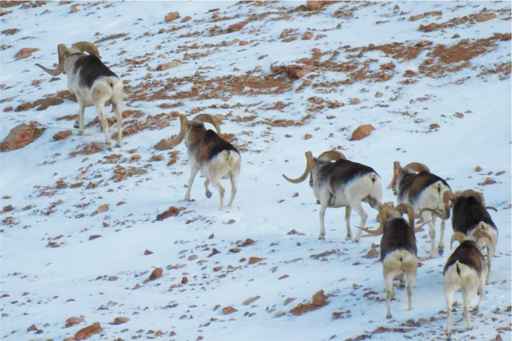 Wildlife in the Pamir Mountains