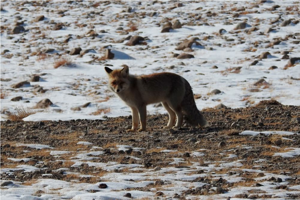 Wildlife in the Pamir Mountains