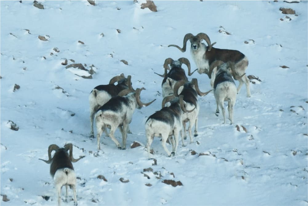 Wildlife in the Pamir Mountains