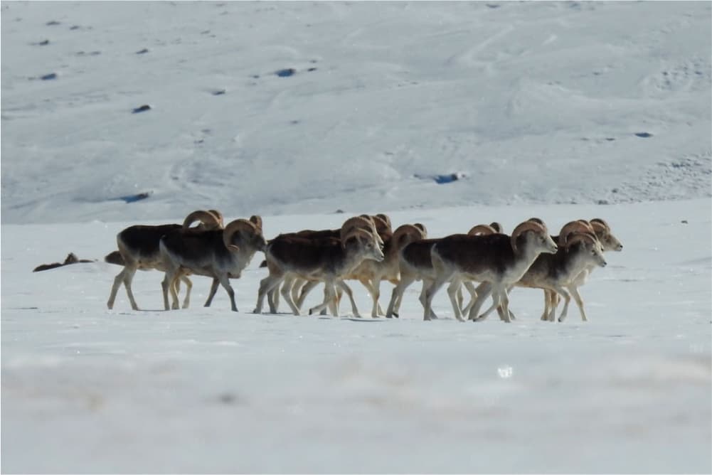 Wildlife in the Pamir Mountains