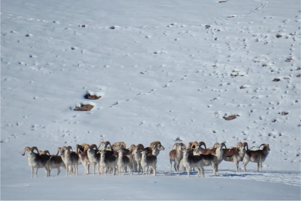 Wildlife in the Pamir Mountains
