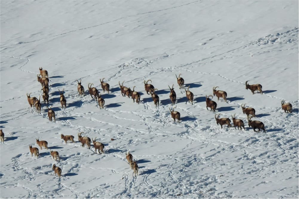 Wildlife in the Pamir Mountains