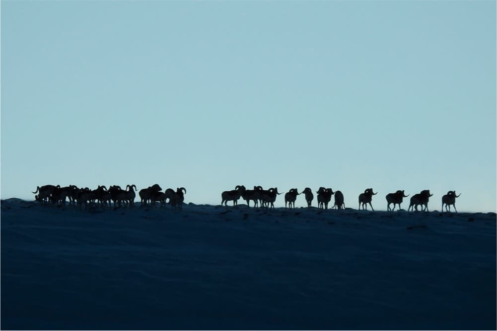 Wildlife in the Pamir Mountains