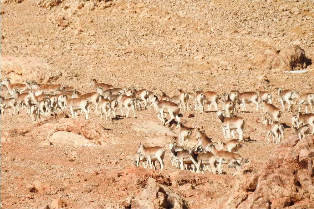 Wildlife in the Pamir Mountains