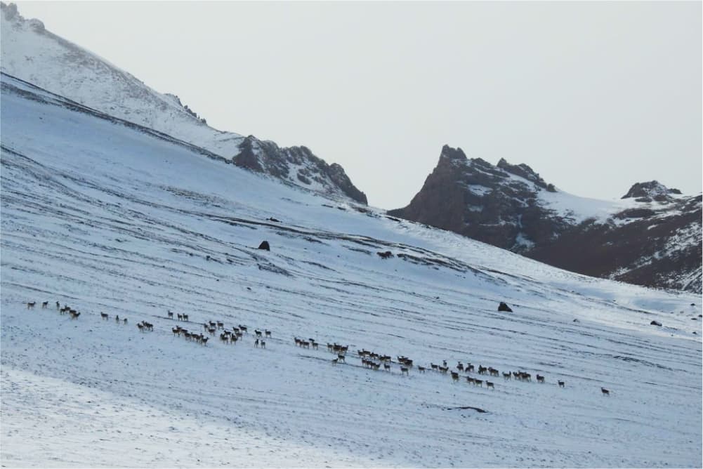 Wildlife in the Pamir Mountains